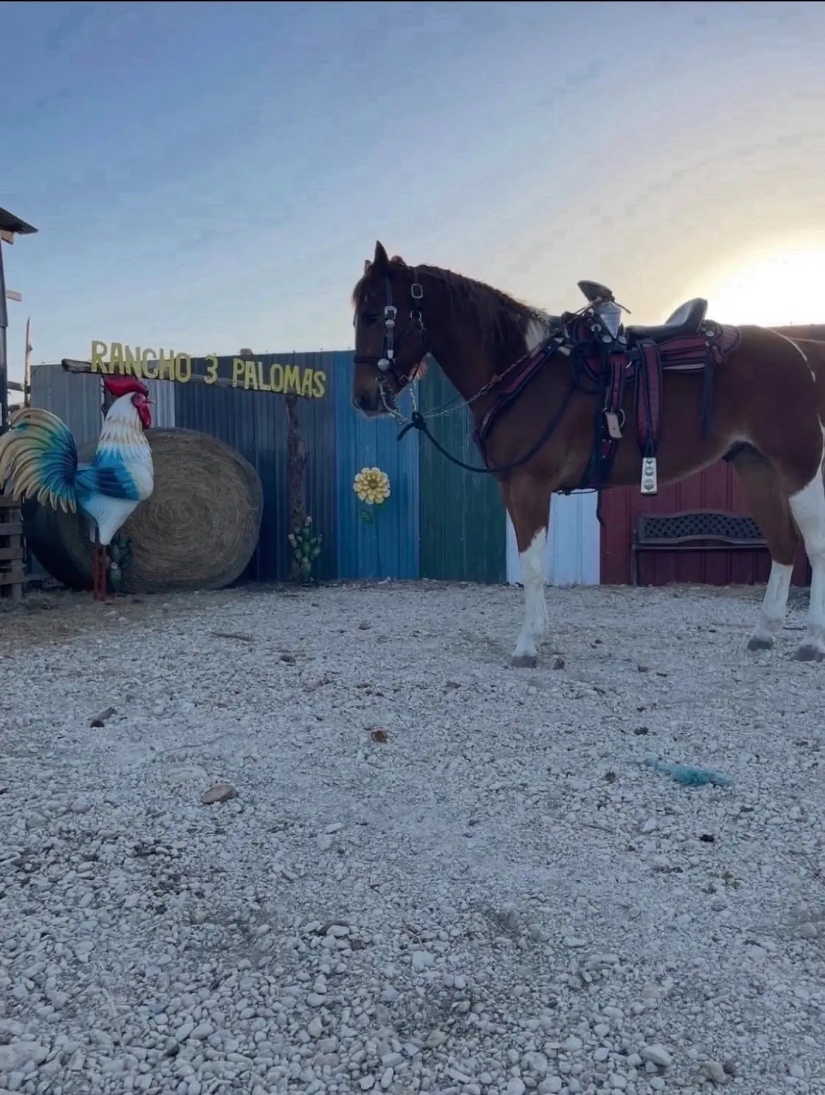 Saddled horse beside the Rancho 3 Palomas sign